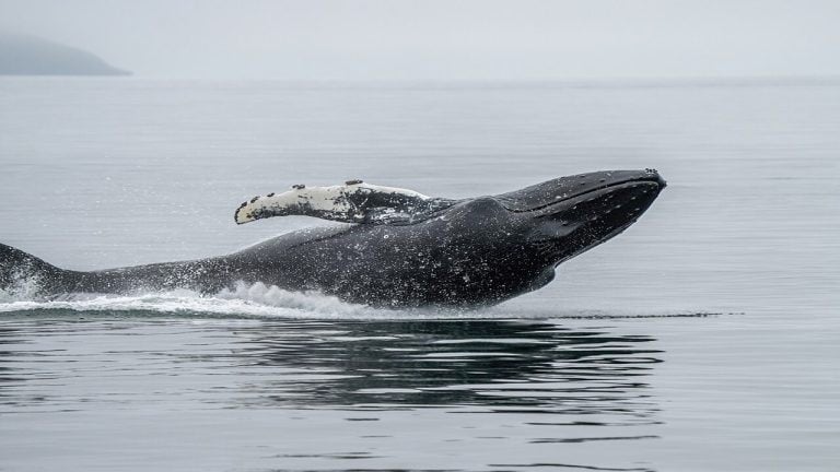 Ethereum Whale Capitulates After 3 Years, Losses Top  Million