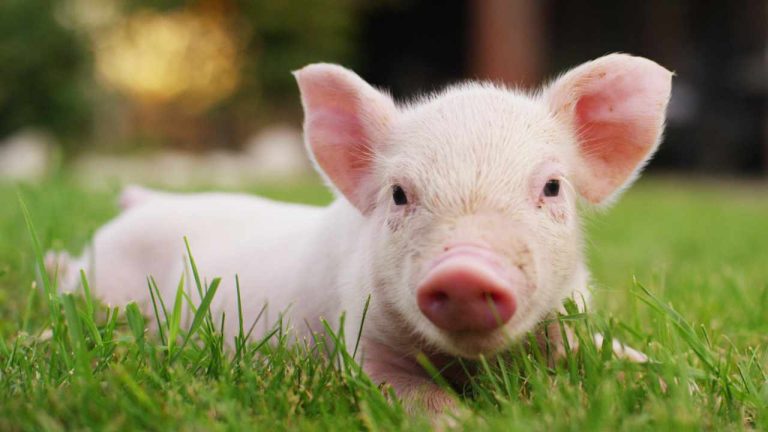 FBI Renews Warning About Pig Butchering Crypto Scam Sweeping the Country