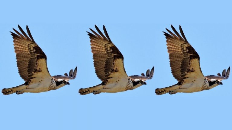 Osprey Polkadot Trust Arrives as Institutional Interest in Altcoins Swells