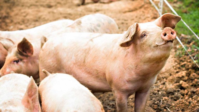 US Authorities Warn of ‘Pig Butchering’ Crypto Scam Becoming Alarmingly Popular