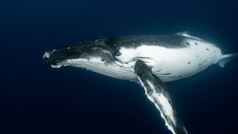 Satoshi-Era Bitcoin Whale Awakens, Moves M in Vintage BTC