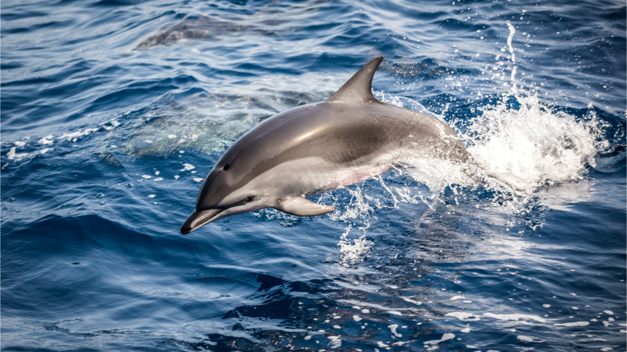 FTX and Entertainment Giant Dolphin to Launch NFT Marketplace