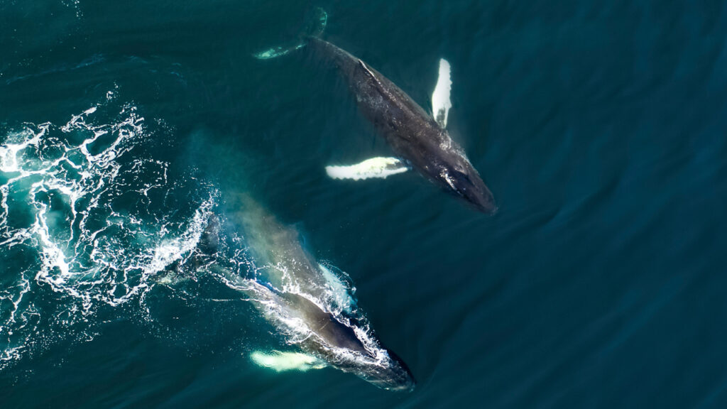Spending a String of 20,000 BTC — 2 Bitcoin Whale Transactions Move Over .2 Billion